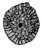 Peltate Circular